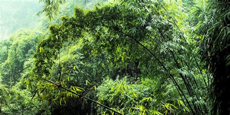 Bamboo forest in Sichuan China by Franky Gao - Desktop Wallpaper