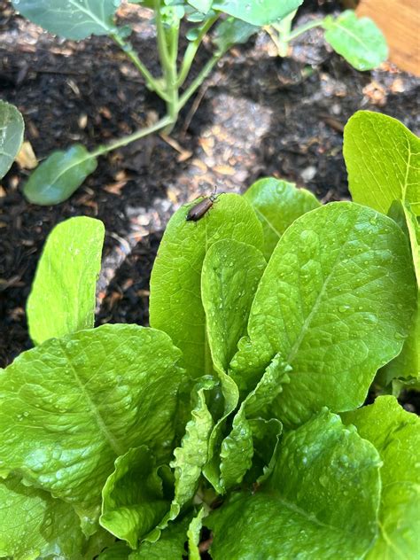 What bug is this? : r/vegetablegardening