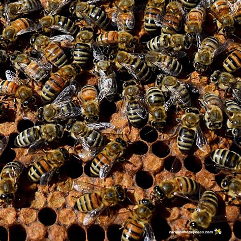 The Role of Nurse Bees in the Hive?- Carolina Honeybees