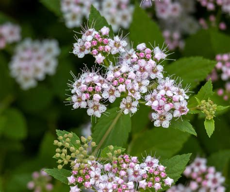 when to cut back spirea 2