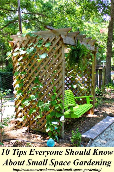 Small Space Gardening: 10 Tips Everyone Should Know