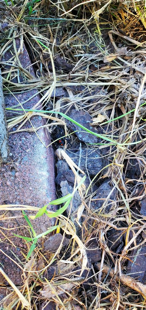 RVA obits remember the lives of community pillars this week 24