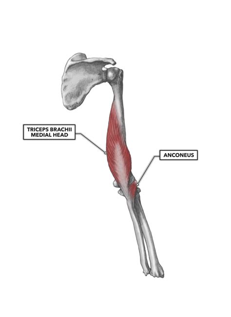 CrossFit Elbow Musculature Part 2 Posterior Extensors