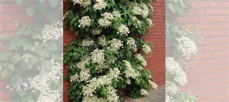 Гортензия плетистая, древовидная купить в Романовке | Товары для дома и ...