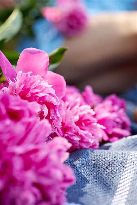 Met Art Featuring Tiva Cox Naked Xxx Coedcherry