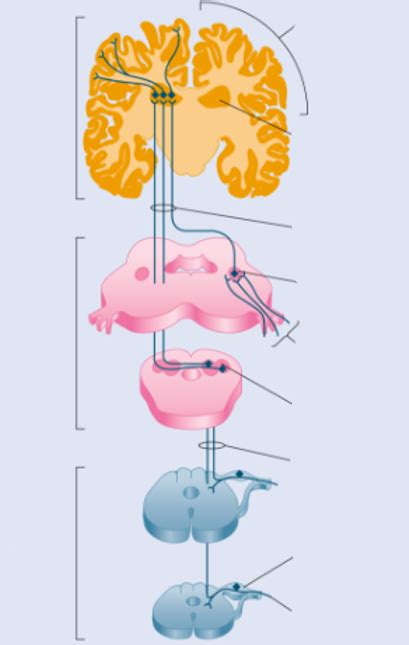 Chapter 7 Dorsal Column Medial Lemniscus Pathway Diagram Quizlet