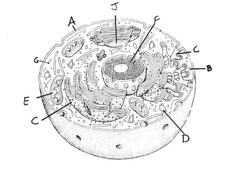 Animal Cell Blank Diagram