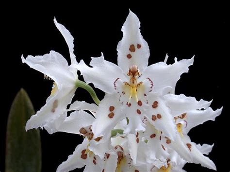 Odontoglossum crispum Lindl. (1845) | Flower closeup. | Quimbaya | Flickr