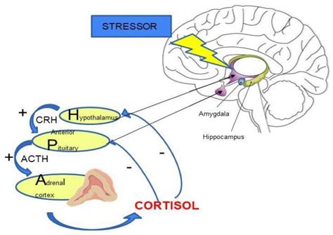 HPA Axis in the Pathomechanism of Depression and Schizophrenia: New ... 