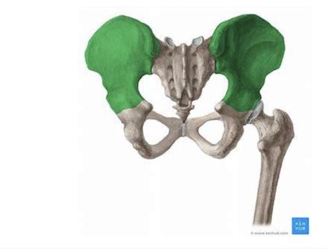 Lower Extremity Osteology Flashcards Quizlet