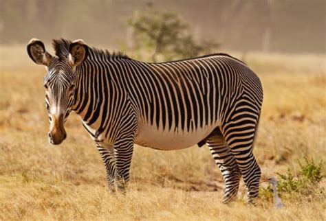 Why Are Grevy's Zebras Endangered? And How Can They Be Saved?