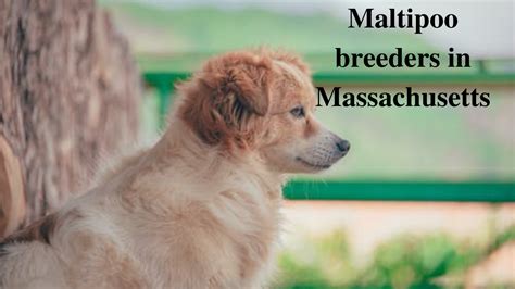 8 Maltipoo Breeders in Massachusetts (MA) | Maltipoo Puppies for Sale ...