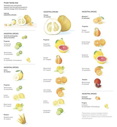 Types Of Citrus Fruits