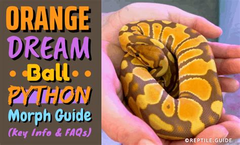 Ball Python Morphs Guide