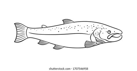 Salmon Outline Isolated Salmon On White Stock Vector Royalty Free