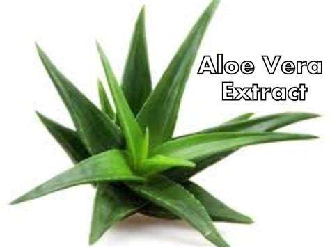 Aloe Vera Extract Supplier Malaysia | Buy Aloe Vera Extract