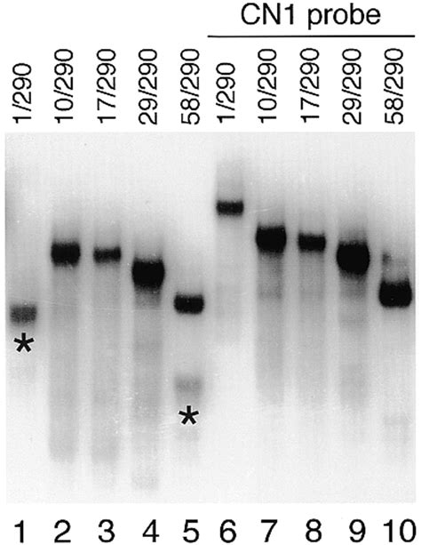 Non Denaturing Gel Electrophoresis Of Hiv 1 Transcripts With Increasing Download Scientific