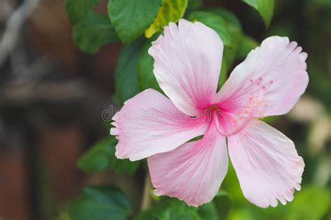 Flor Cor De Rosa Do Hibiscus No Ramo Foto De Stock Imagem De Branco