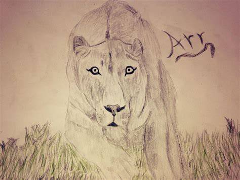 Female Lion Sketch by Sokis on DeviantArt