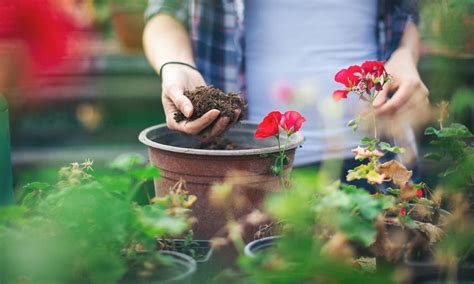 C Mo Elegir El Mejor Sustrato Para Tus Plantas De Interior Y Exterior