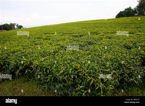 Tea plantations in Kenya Stock Photo - Alamy