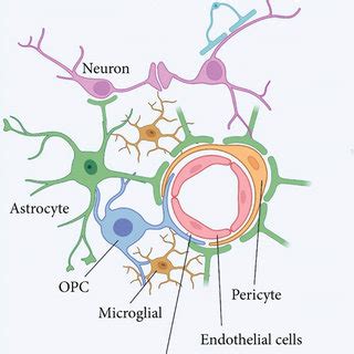 Components Of Blood Brain Barrier And The Mechanisms Underlying BBB