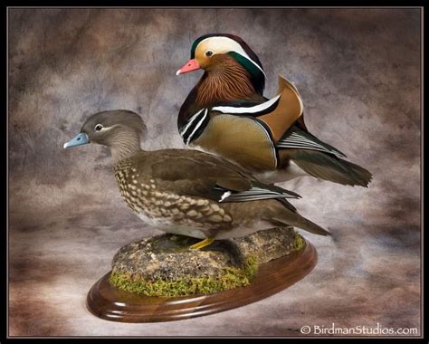 Birdman Studios Waterfowl Taxidermy Upland Bird Taxidermy Duck