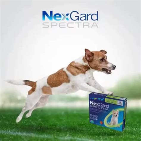 nexgard  nexgard spectra chewable tablet  dogs anti tick  flea
