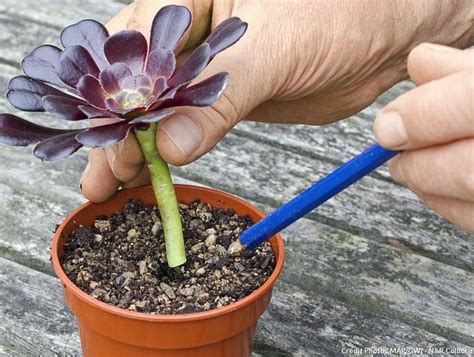 Bouturer Une Plante Grasse Comment Faire Pour Bouturer Des Tiges