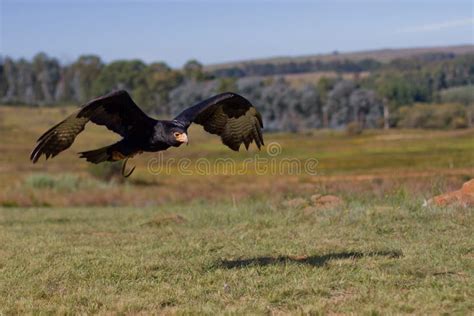 Verreaux s eagle stock photo. Image of aquila, flying - 37191674