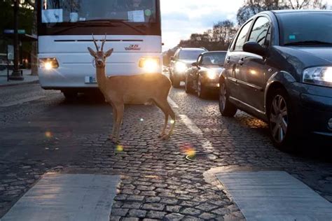 Motorists Warned About Sex Crazed Deer On The Rampage Across Ireland Amid Fears People Could Be