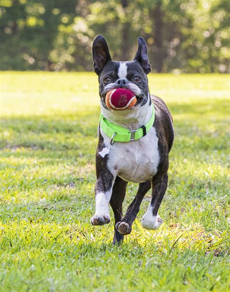 Bostonterrier Dog Play - Free photo on Pixabay - Pixabay