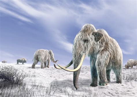 Can Scientists Clone a Woolly Mammoth? Should They? - HISTORY