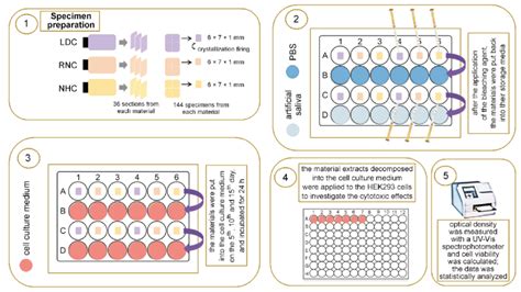 Schematic Illustration Of The Study Design HEK293 Cells Human