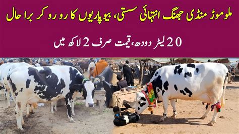 Today Malumor Mandi Jhang Cows Fresh Rates Update Cow Mandi 2023