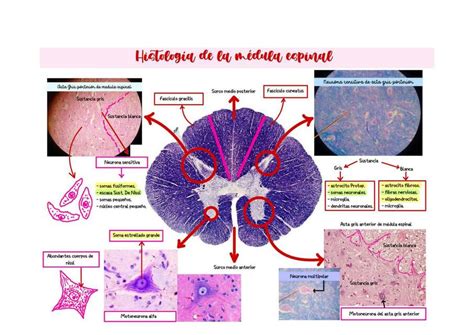 Médula Espinal Cibe Coronel Udocz