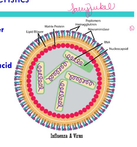 Introduction To Virology Flashcards Quizlet