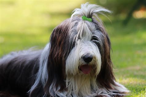 Bearded Collie Landesgruppe Hamburg