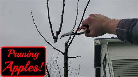 How To Prune Year Old Apple Trees Modified Central Leader Youtube