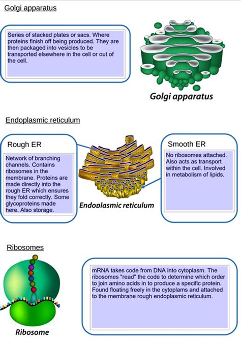 Btec Health And Social Care Unit 3 Cells Illustrated Revision Notebook Teaching Resources