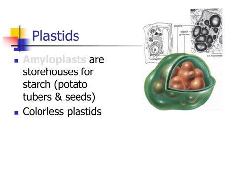 Ppt Cellular Organelles Powerpoint Presentation Free Download Id