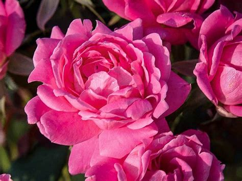 Double Pink Knockout Rose | The Tree Center™