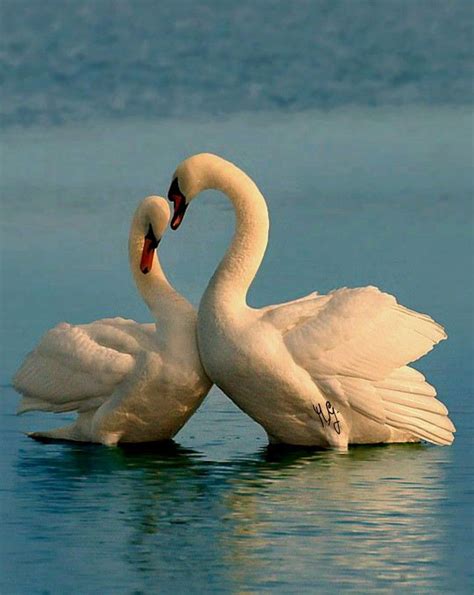 Pin By Maria Gallone On Cigno Bird Pictures Beautiful Birds Swan