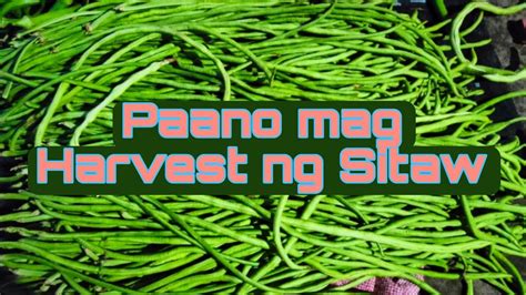 Paano Mag Harvest Ng Sitaw Youtube