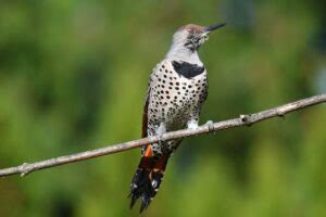 Red Shafted Northern Flicker Field Guide Pictures Habitat Info