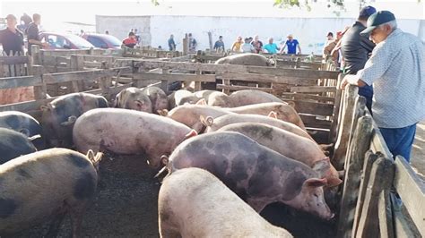 Muitos Su Nos Na Feira Em Cachoeirinha Pe Al M De Caprinos E Ovinos