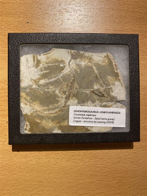 My Amateur Collection R Dinosaurs