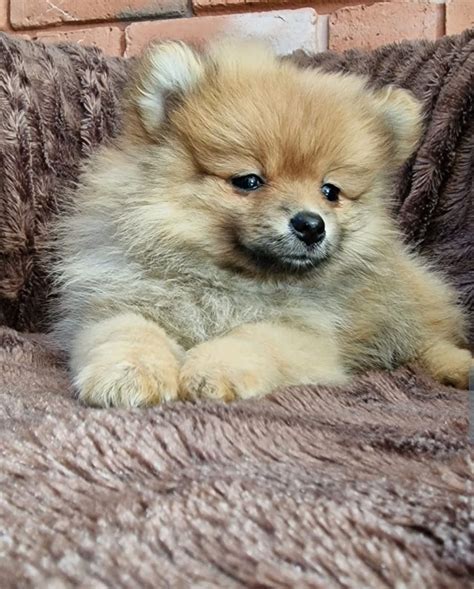 Szpic Miniaturowy Pomeranian Boo Suczka Typ Misia Gdynia Cisowa