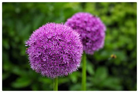 27 Perennial Flowers That Come Back Every Year Happy Diy Home