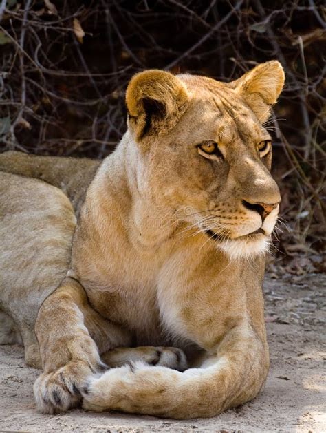 Lioness Portrait Stock Photo Image Of Outdoors Powerful 3975946